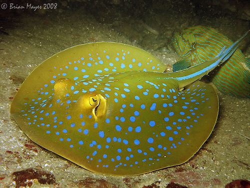 Bluespotted ribbontail ray The Coral Reef Blue Spotted Ribbon Tail Ray Sarah G