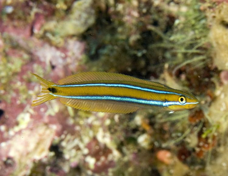 Bluestriped fangblenny Photos of blennies Family Blennidae