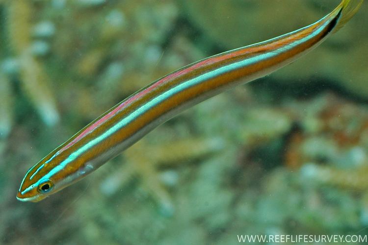 Bluestriped fangblenny Plagiotremus rhinorhynchos