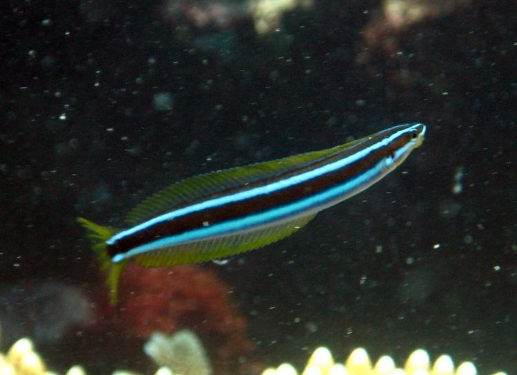 Bluestriped fangblenny Bluestriped Fangblenny Nautilus Scuba Club Cairns