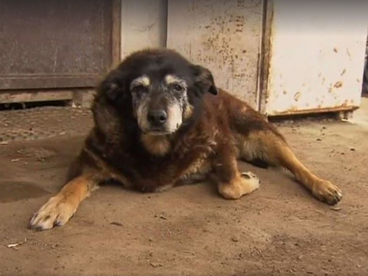 Bluey (dog) World39s oldest dog39 Maggie the Kelpie dies aged 30 in Australia