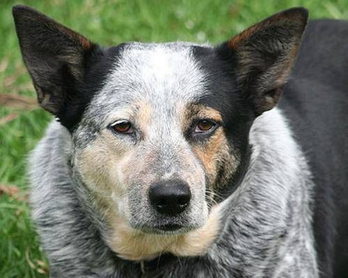 Bluey (dog) Oldest dog 15 pets with Guinness World Records MNN Mother