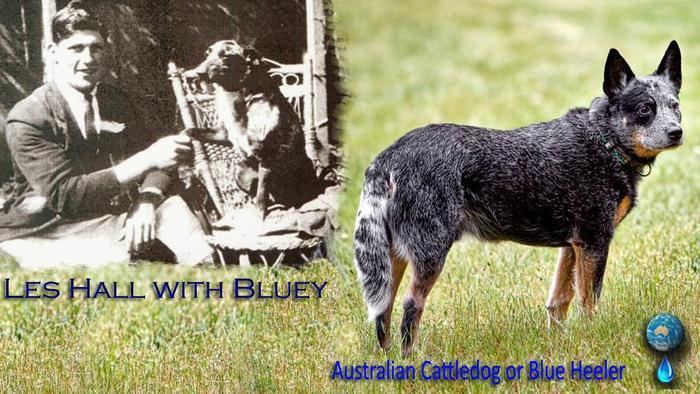Bluey (dog) The world39s oldest dog 39Bluey39 dies aged 29 SBS Your Language