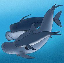 Blunt-snouted dolphin httpsuploadwikimediaorgwikipediacommonsthu