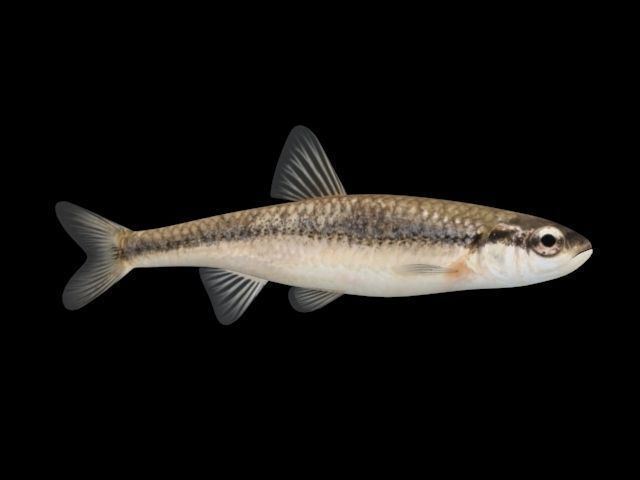 bluntnose minnow - freshwater fish 3d model max obj mtl 1