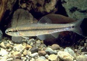 Bluntnose minnow Directory of Fish Bluntnose Minnow facts
