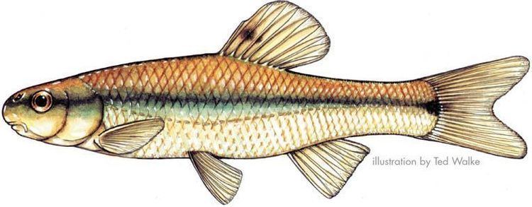 Image result for Bluntnose minnow
