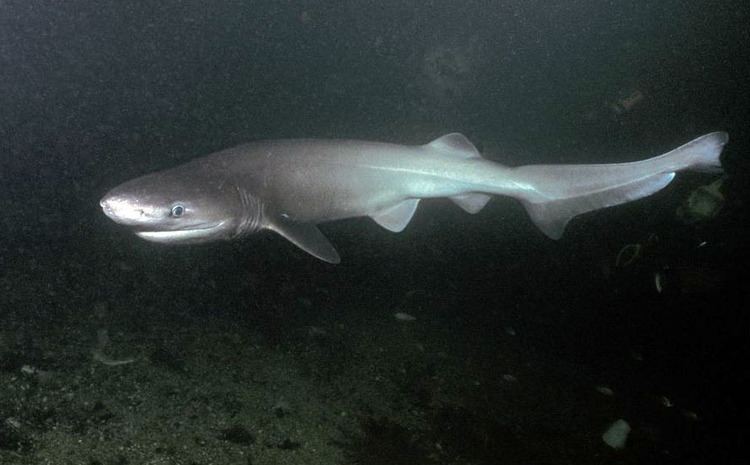 Bluntnose sixgill shark wdfwwagovfishingbottomfishidentificationgrap