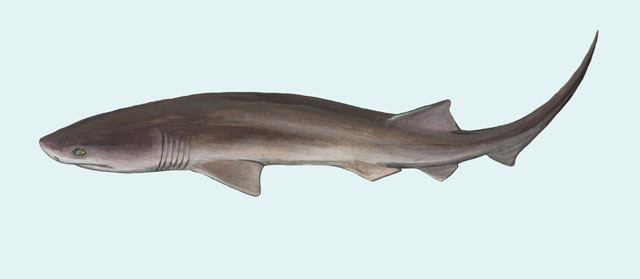 Bluntnose sixgill shark ADW Hexanchus griseus INFORMATION