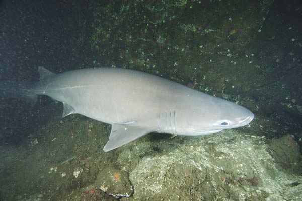 Bluntnose sixgill shark Bluntnose Sixgill Shark Pictures