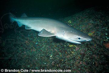 Bluntnose sixgill shark Bluntnose Sixgill Shark photos high resolution stock underwater