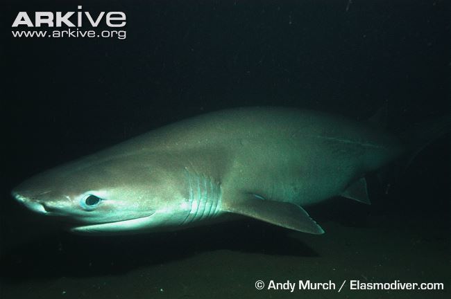 Шестижаберная акула. Hexanchus griseus. Серая Шестижаберная акула. Sixgill Shark. Гребнезубая Шестижаберная акула.