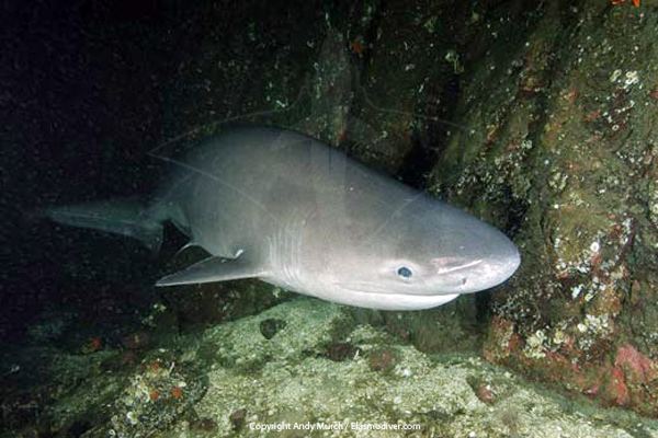 Bluntnose sixgill shark Bluntnose sixgill shark