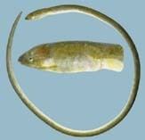 Bluntnose snake-eel wwwfishbaseusimagesthumbnailsjpgtnOpapiu2jpg