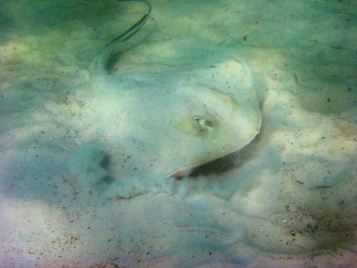 Bluntnose stingray Bluntnose Stingray Pictures