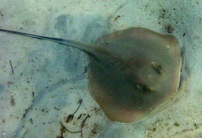 Bluntnose stingray Bluntnose stingray photographs