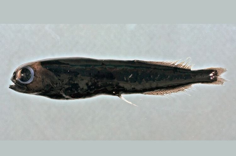 Bluntsnout smooth-head fishesofaustralianetauImagesImageXenodermCope