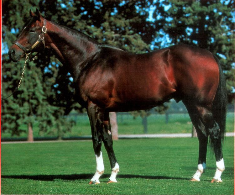 Blushing Groom Midnight Interlude another Curlin Horse Racing Nation