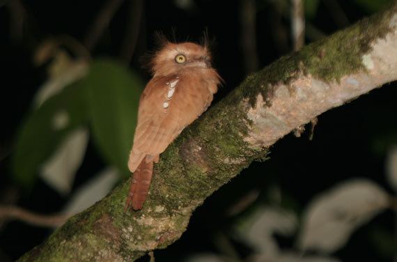 Blyth's frogmouth Surfbirds Online Photo Gallery Search Results