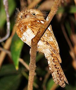 Blyth's frogmouth wwwplanetofbirdscomwpcontentuploads201106B