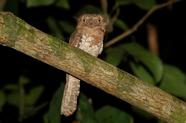 Blyth's frogmouth Surfbirds Online Photo Gallery Search Results