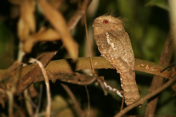 Blyth's frogmouth Surfbirds Online Photo Gallery Search Results