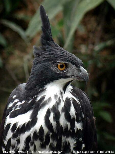 Blyth's hawk-eagle Oriental Bird Club Image Database Blyth39s Hawk Eagle Nisaetus