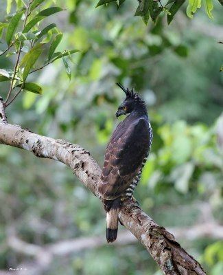 Blyth's hawk-eagle Blyth39s Hawk Eagle Nisaetus alboniger The Eagle Directory