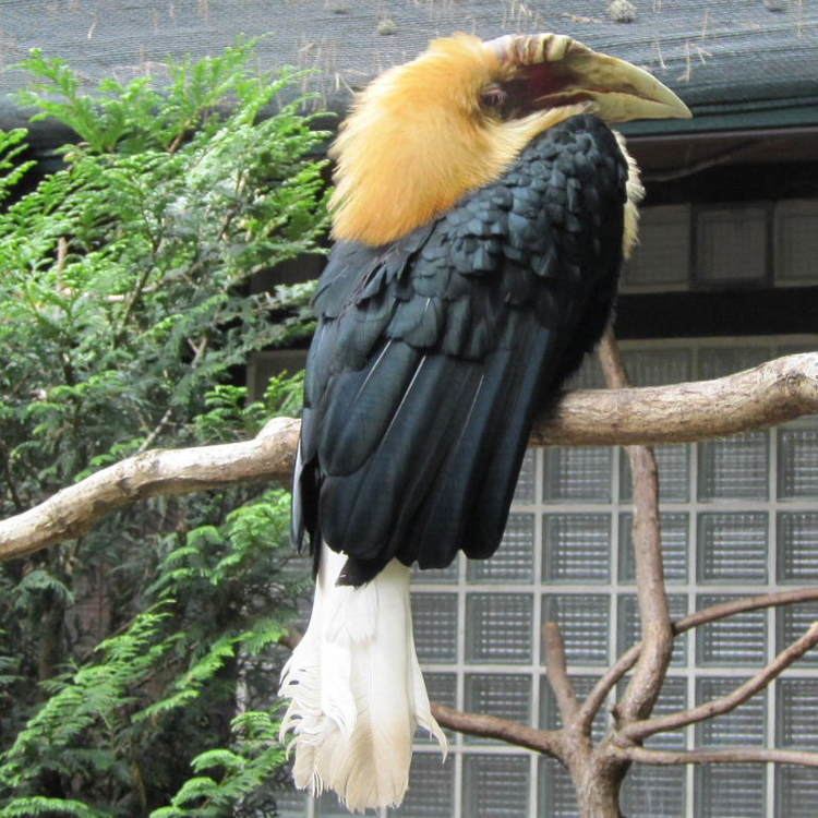 Blyth's hornbill blythshornbill3jpg