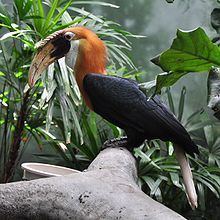 Blyth's hornbill httpsuploadwikimediaorgwikipediacommonsthu