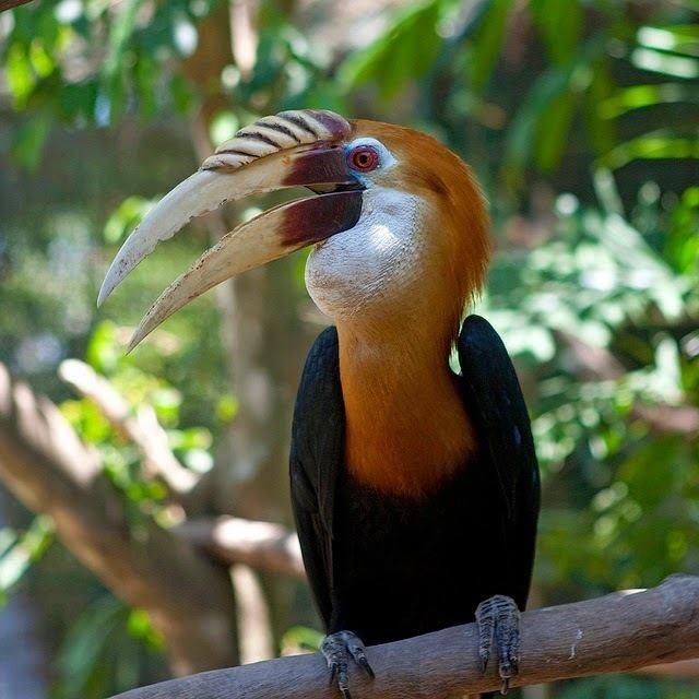 Blyth's hornbill Animals World latest images of papuan hornbill bird gallery