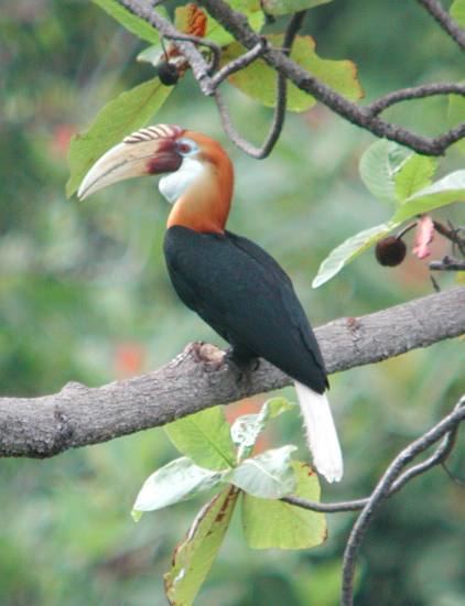 Blyth's hornbill Oriental Bird Club Image Database Papuan Hornbill Rhyticeros
