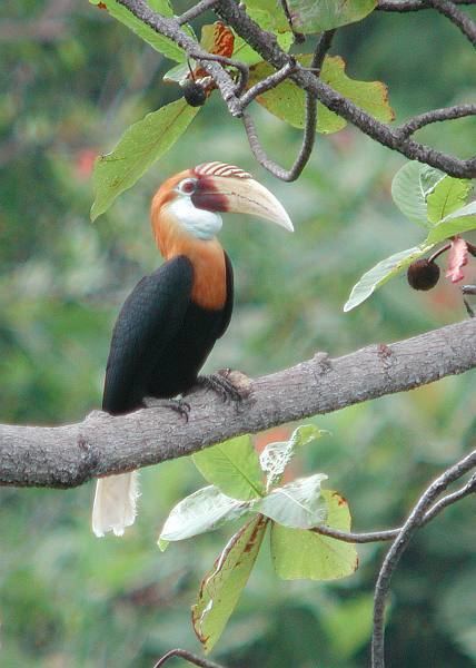 Blyth's hornbill Oriental Bird Club Image Database Photographers