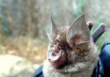 Blyth's horseshoe bat httpsuploadwikimediaorgwikipediacommonsthu