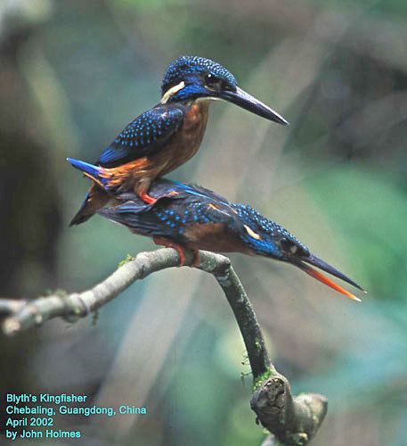 Blyth's kingfisher Oriental Bird Club Image Database Blyth39s Kingfisher Alcedo hercules