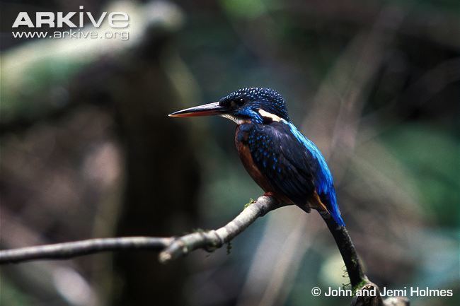 Blyth's kingfisher Blyth39s kingfisher photo Alcedo hercules G104203 ARKive