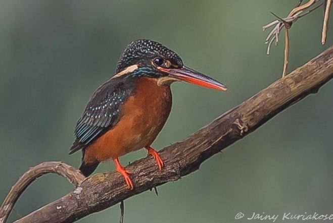 Blyth's kingfisher Oriental Bird Club Image Database Blyth39s Kingfisher Alcedo hercules