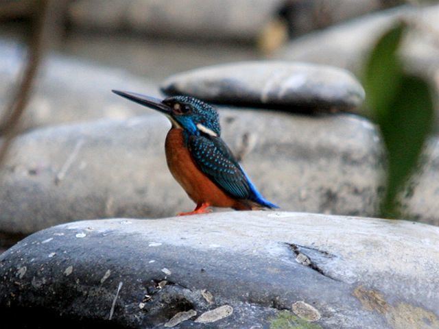 Blyth's kingfisher Oriental Bird Club Image Database Blyth39s Kingfisher Alcedo hercules