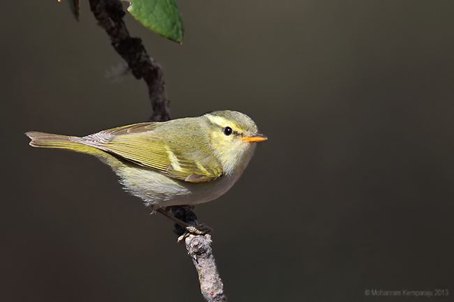 Blyth's leaf warbler Oriental Bird Club Image Database Blyth39s Leaf Warbler