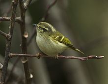 Blyth's leaf warbler Blyth39s leaf warbler Wikipedia