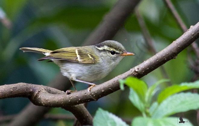 Blyth's leaf warbler Oriental Bird Club Image Database Blyth39s Leaf Warbler