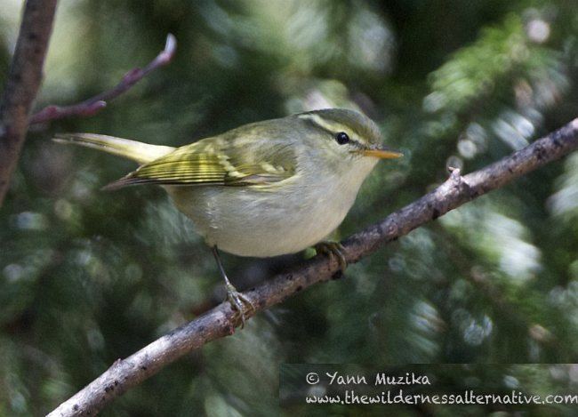 Blyth's leaf warbler Oriental Bird Club Image Database Blyth39s Leaf Warbler