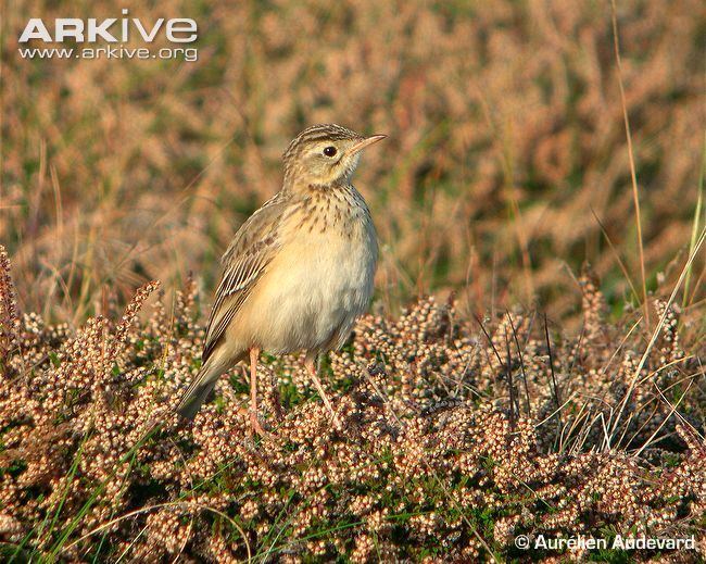 Blyth's pipit Blyth39s pipit videos photos and facts Anthus godlewskii ARKive