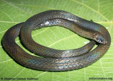 Blyth's reticulated snake indiansnakesorgsitesdefaultfilesstyleslarge