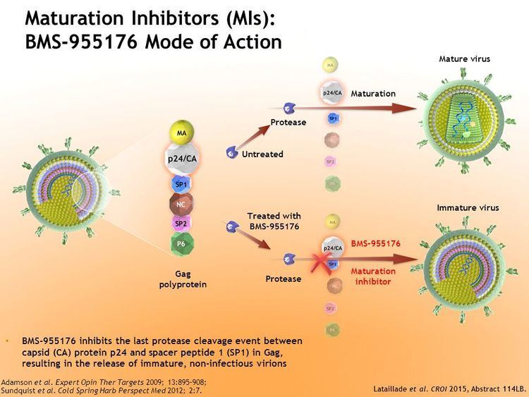 BMS-955176 SecondGeneration HIV1 Maturation Inhibitor BMS Antiviral
