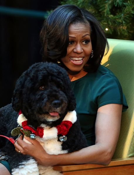 Bo (dog) First dog Bo Obama is Twitter sensation