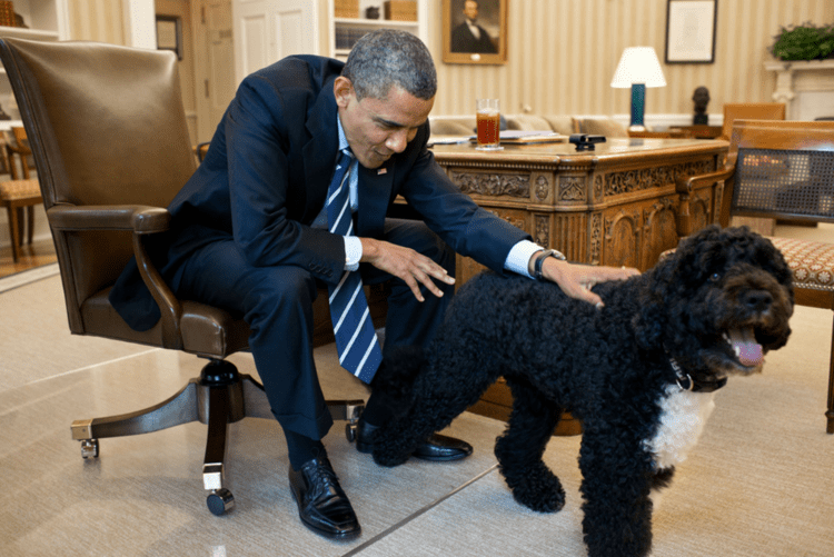 Bo (dog) Bo Obama Photos Presidential Pet Museum