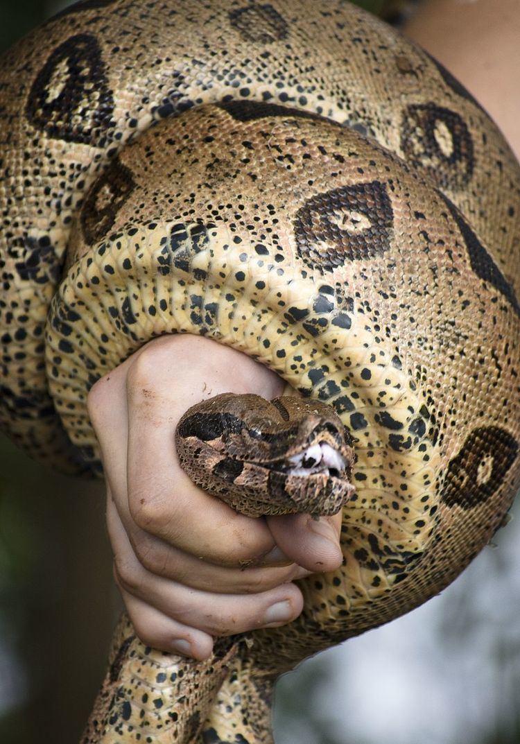 Boa constrictor Boa Constrictors Boa Constrictor Pictures Boa Constrictor Facts