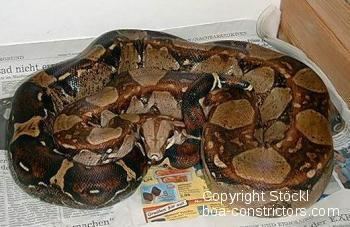 Boa constrictor imperator Boa c imperator Colombia colombian redtail boas Stckl Die Nr