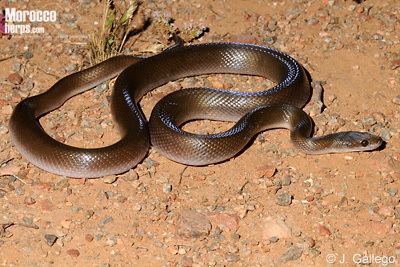 Boaedon Species Page of Boaedon fuliginosus Amphibians amp Reptiles of Morocco